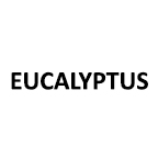 EUCALYPTUS