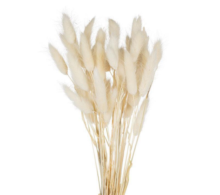 LAGURUS