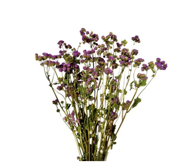 ARGERATUM 