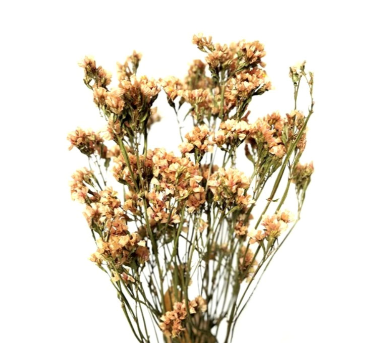 SINUTA 