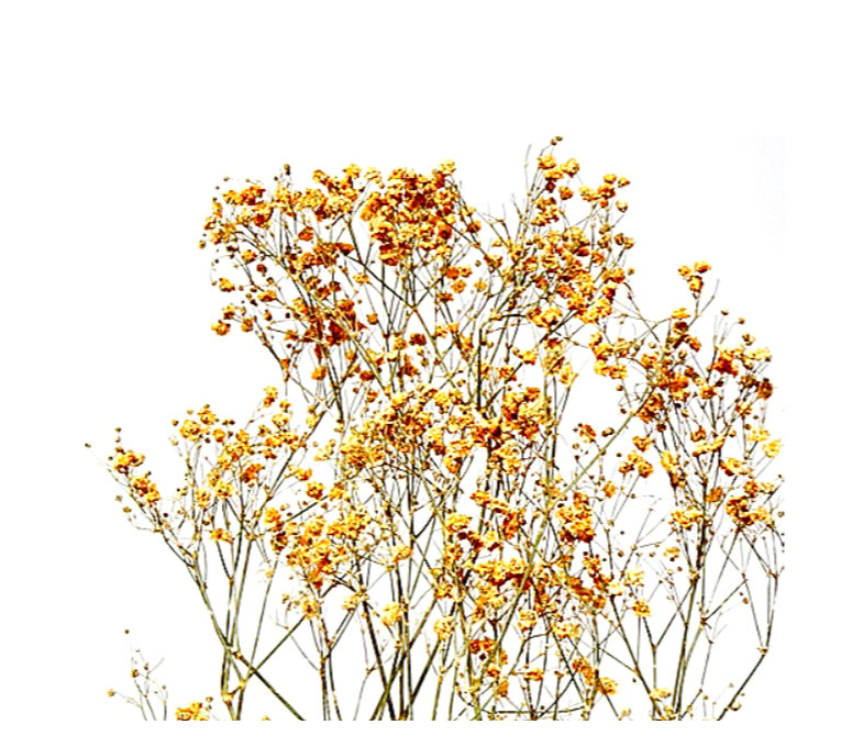 GYPSOPHILE 