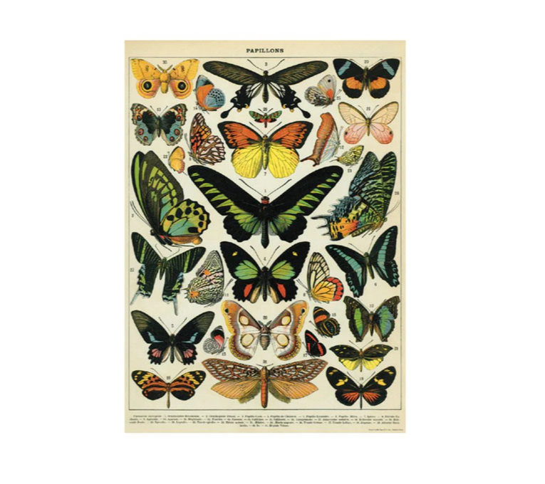 PAPILLONS