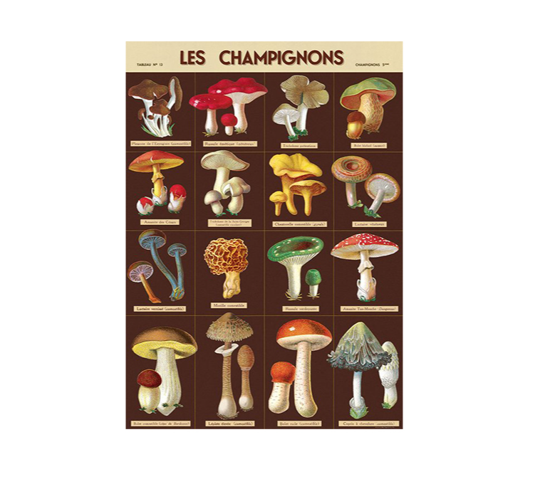 LES CHAMPIGNONS