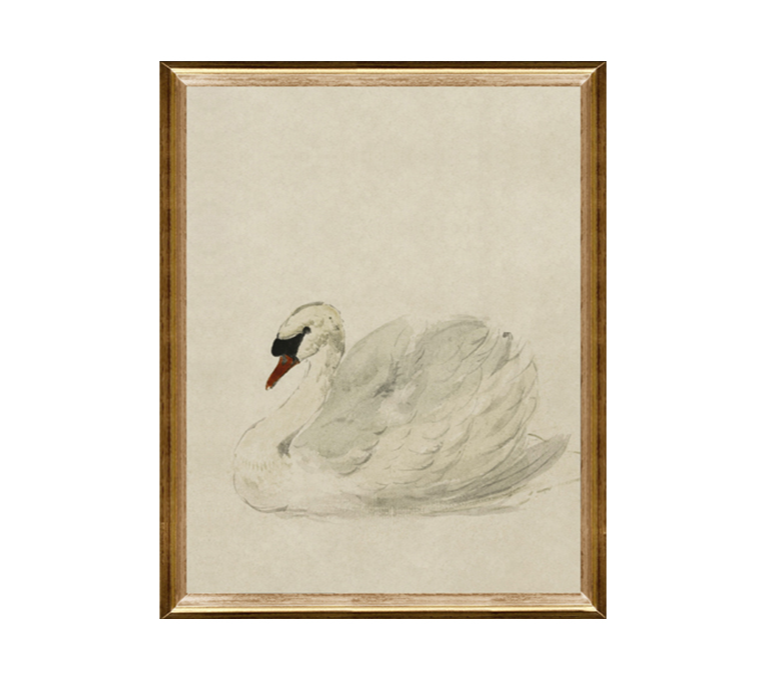 WHITE SWAN