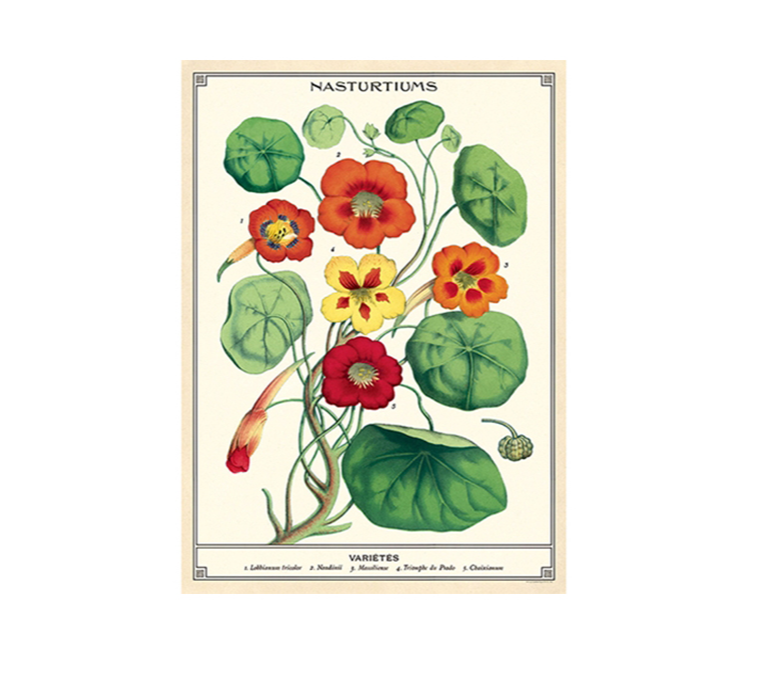 NASTURTIUMS